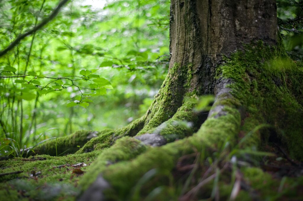 bosque mágico